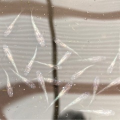 白ぶちサファイアメダカ　20匹の画像