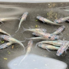 白ぶちサファイアメダカ　20匹の画像