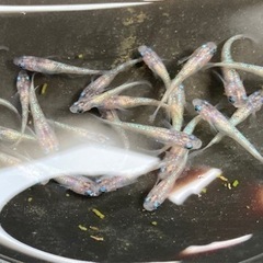 白ぶちサファイアメダカ　20匹の画像