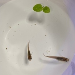 黒メダカ