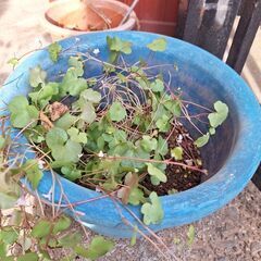 植木鉢水色みずいろ