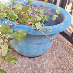 植木鉢水色みずいろの画像