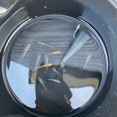 ミックスメダカ15匹