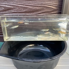 ミックスメダカ15匹の画像