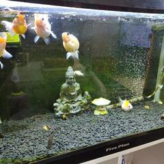 金魚 ピンポンパール コリドラス