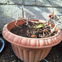 植木鉢茶色ガーデニング用品素敵なデザインの画像