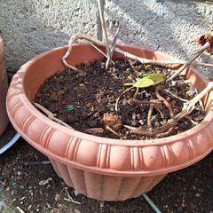 植木鉢茶色ガーデニング用品素敵なデザイン