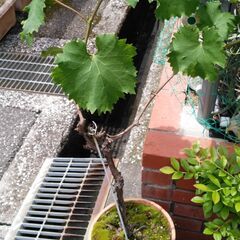 巨峰　ブルーベリーの画像