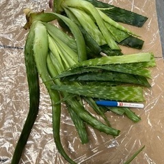 アロエ　サポナリア
