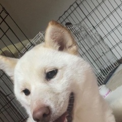 白い柴犬です