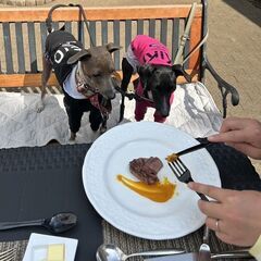 好評につき6月限定再開　愛犬と楽しむワンちゃん専用フレンチコース