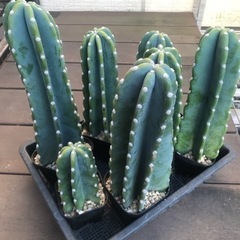 多肉植物 サボテン 鬼面角
