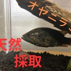 天然採取オヤニラミ