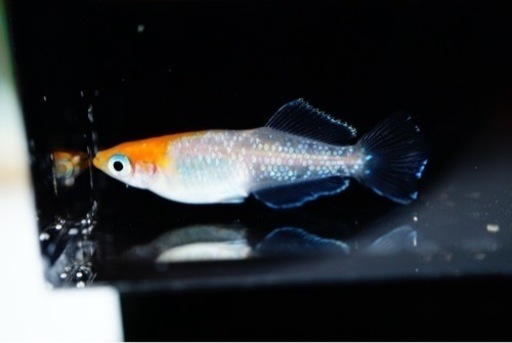 夢中めだか様直接ブリード【ハイビスカス】1ペア　めだか、メダカ