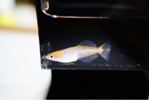 夢中めだか様直接ブリード【ハイビスカス】1ペア　めだか、メダカ