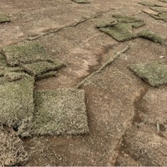 天然芝生　規格外品　好きな量積込み（40平米まで）