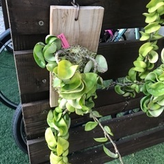 多肉植物 ホヤ カルノーサ コンパクタ