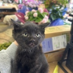 地域猫が出産した2匹の子猫の里親を募集しております。