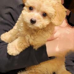 子犬　チワプー　(父親チワワ　母親トイプードル)
