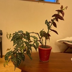 家具 インテリア雑貨/小物 置物、オブジェ