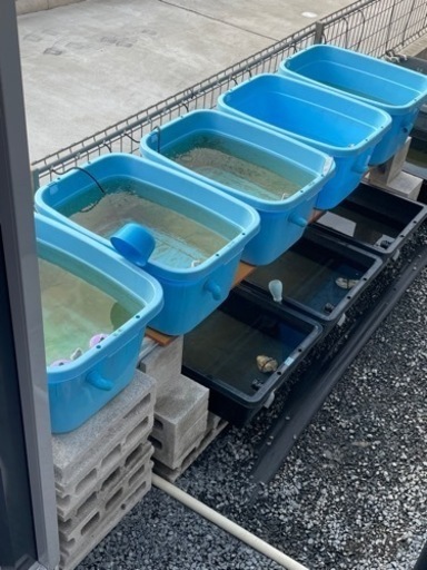 （お取引中）青タライ62L　10ヶ