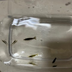 ミナミヌマエビ