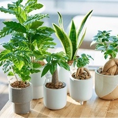 観葉植物が好きな方🪴