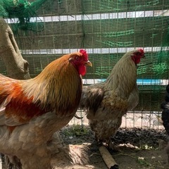 【超貴重】世界最大鶏ブラマ　有精卵　とカラフルなアローカナ有精卵...