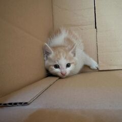 ヘルプ＆引き取って頂ける方お願いします 