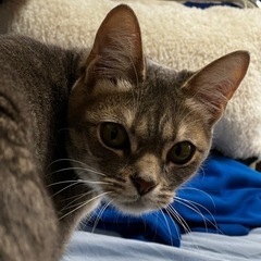 ベンガルと何かの雑種で、近親交配4代目 - 猫