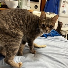 ベンガルと何かの雑種で、近親交配4代目 − 東京都