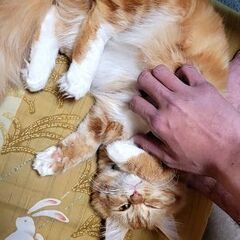 珍しい茶トラ雌の長毛種です。