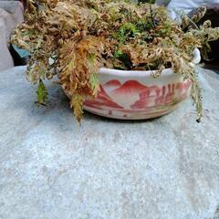 盆栽鉢　シダ　植木鉢　植木　 ガーデニング