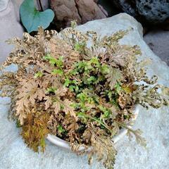 盆栽鉢　シダ　植木鉢　植木　 ガーデニングの画像