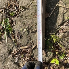 近江八幡市より、木槌、ハンマー、サイズ23 82㎝の画像