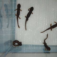 オキナワシリケンイモリ幼体5匹（上陸済み、人工飼料OK、送料別）...