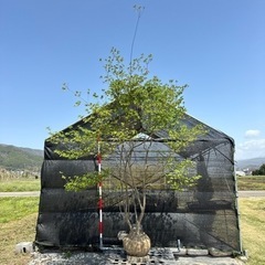 植木販売しています。2000本ほどあります。是非お越しください。