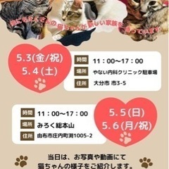 GW  保護猫　譲渡会　大分開催