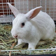 ブルーアイ　 白うさぎ　 避妊手術すみ　 5歳ぐらい 　メス