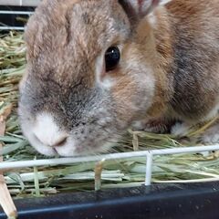 募集を一時停止します。 オレンジ うさぎ　 メス　 避妊手術済み...