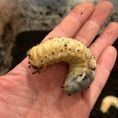 カブトムシの幼虫