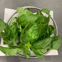 無料　無農薬　バジル　新鮮