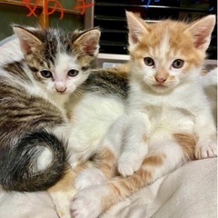 委託投稿　2月末産まれの子猫