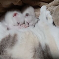 0才1ヶ月のオス・メス兄妹