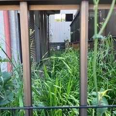 庭の草抜き