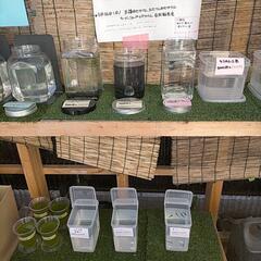 3日半額セール！の画像