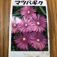 生活雑貨 家庭用品 ガーデニングの画像