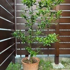 （期間限定）（接木）6年生 スダチ苗木