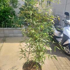 黒竹　竹の芽４本付き　高級竹　樹高２ｍ位
