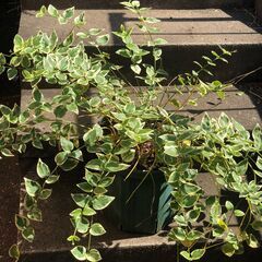 観葉植物 各種 無料でお譲りします